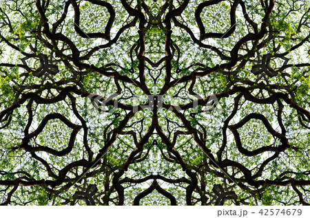 Nice pattern graphic background of tree canopy Nice pattern graphic background of tree canopy 42574679