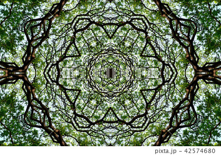 Nice pattern graphic background of tree canopy 42574680