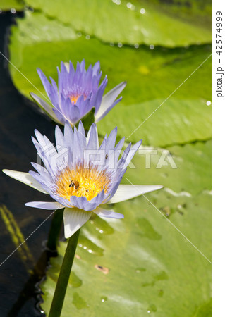 Detail of cape waterlily in the wilderness.  42574999