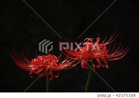 お彼岸の2輪花 42575108