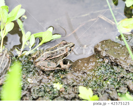 トウキョウダルマガエル 42575125