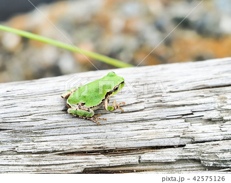 あまがえる あまがえる 42575126