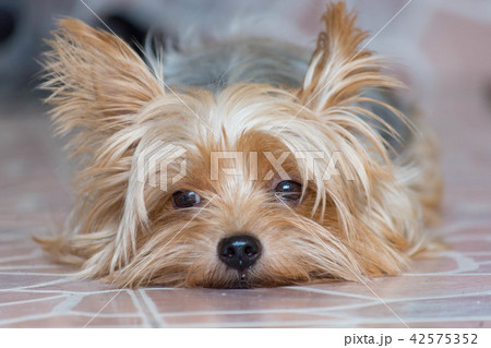 可愛い 小型 犬 ヨークシャテリアの写真素材