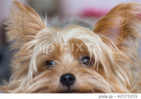 可愛い・小型・犬・ヨークシャテリア 42575355