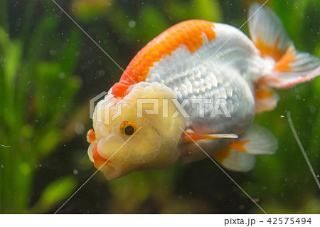 アクアリウム 魚 鑑賞 金魚 かわいいの写真素材