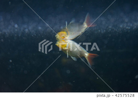 アクアリウム・魚・鑑賞・金魚・かわいい アクアリウム・魚・鑑賞・金魚・かわいい 42575528