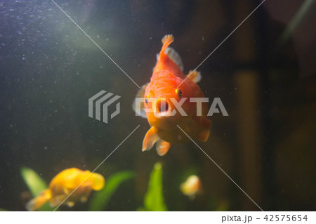 アクアリウム・魚・鑑賞・金魚・かわいい アクアリウム・魚・鑑賞・金魚・かわいい 42575654