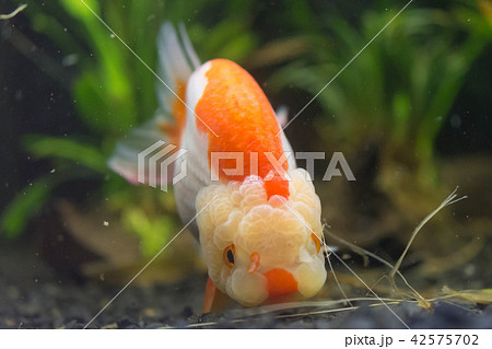 アクアリウム 魚 鑑賞 金魚 かわいいの写真素材