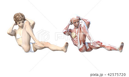 女性　解剖　筋肉　３DCG　イラスト素材 42575720