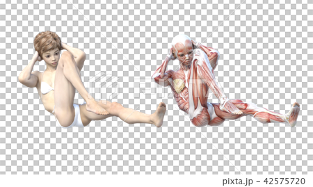 女性　解剖　筋肉　３DCG　イラスト素材 42575720