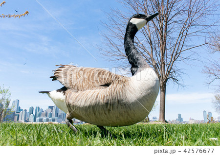 カナダグース 42576677
