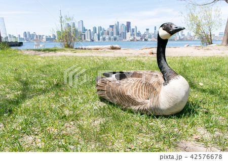 カナダグース カナダグース 42576678