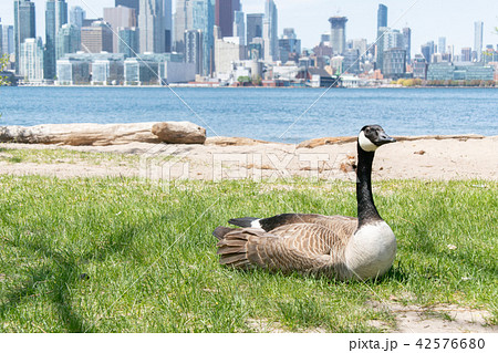 カナダグース 42576680