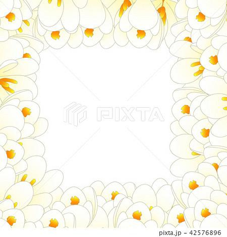 White Crocus Flower Border White Crocus Flower Border 42576896