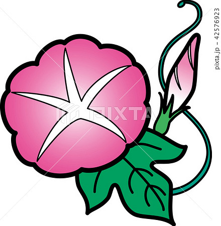 朝顔一輪 夏の花 ピンク 黒縁のイラスト素材