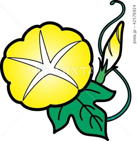 朝顔一輪　夏の花　黄色　黒縁 42576924