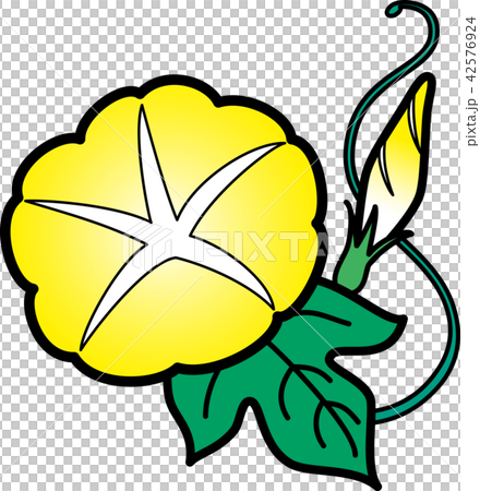 朝顔一輪　夏の花　黄色　黒縁 42576924