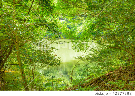 夏の篠栗九大の森【福岡県】 夏の篠栗九大の森【福岡県】 42577298