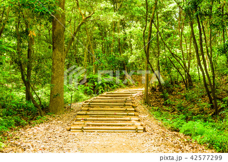 夏の篠栗九大の森【福岡県】 夏の篠栗九大の森【福岡県】 42577299