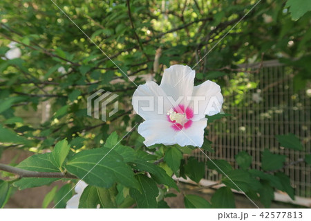 【四国八十八ヶ所】第八十五番 八栗寺境内のムクゲの花 香川県高松市 【四国八十八ヶ所】第八十五番 八栗寺境内のムクゲの花 香川県高松市 42577813