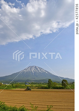 6月の羊蹄山 42577856