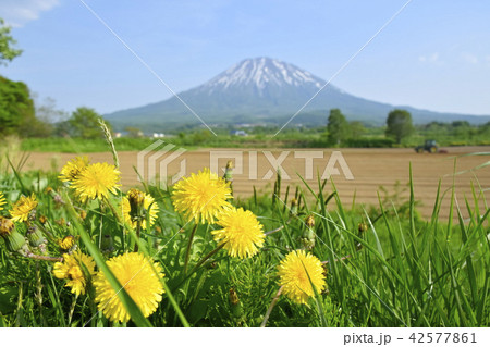 6月の羊蹄山 6月の羊蹄山 42577861