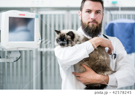 Veterinarian pet doctor holding cat patient in his animal clinic 42578245