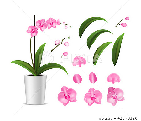 Realistic Detailed 3d Potted Tropical Orchid and Elements Petal, Stalk and Pot. Vector 42578320