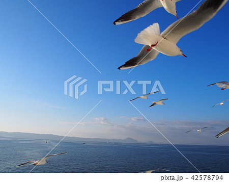 かもめ かもめ 42578794