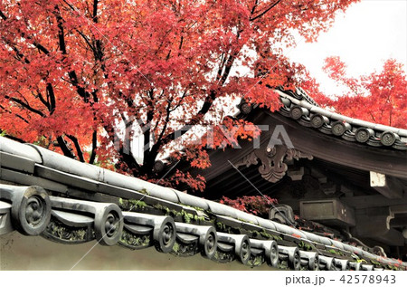 晩秋の紅葉に彩られた東福寺塔頭 【京都市・東山区】 晩秋の紅葉に彩られた東福寺塔頭 【京都市・東山区】 42578943