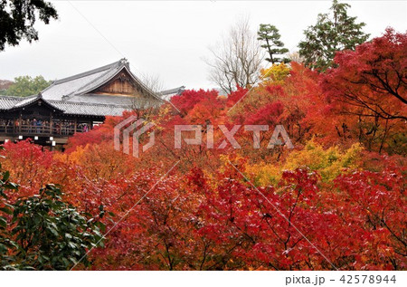 鮮やかな紅葉に包まれた東福寺通天橋 【京都市・東山区】 鮮やかな紅葉に包まれた東福寺通天橋 【京都市・東山区】 42578944