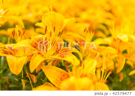 Tiny parrot ,lily flowers Tiny parrot ,lily flowers 42579477
