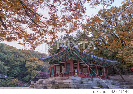昌徳宮 韓国 秋 42579540