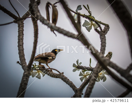 Common Myna in garden Common Myna in garden 42579611