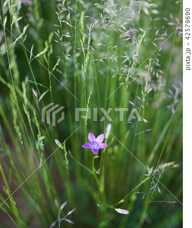 Harebell flower blooming Harebell flower blooming 42579690