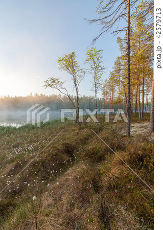 Small forest lake at sunrise 42579713