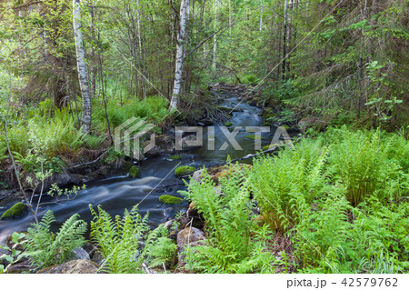 Small stream in forest Small stream in forest 42579762