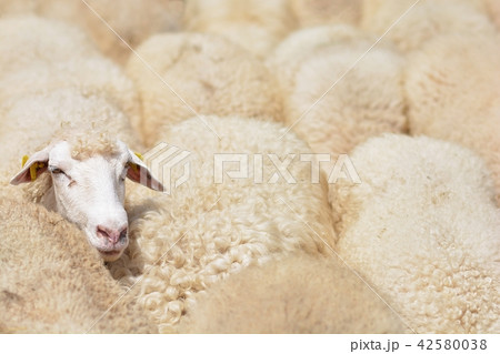 herd of sheep crosses the green meadow 42580038