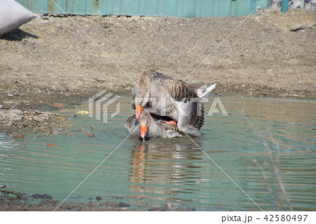 The gray goose is domestic. Homemade gray goose. Homemade geese in an artificial pond 42580497