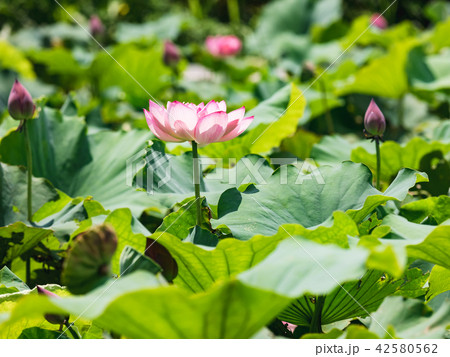 blooming lotus blooming lotus 42580562