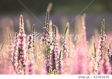 Loosestrife (Lythrum salicaria) Loosestrife (Lythrum salicaria) 42581636