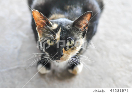 black cat or gaze cat 42581675