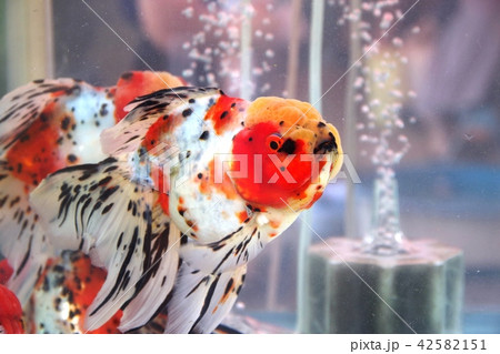 アズマニシキ（金魚） 42582151