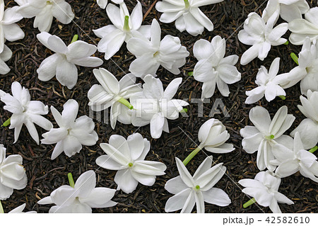 手作りジャスミン茶 マツリカの花で茶葉に着香中の写真素材