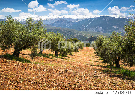 Beautiful valley with old olive trees in Granada, Beautiful valley with old olive trees in Granada, 42584043