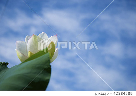 青空と蓮の花 青空と蓮の花 42584589