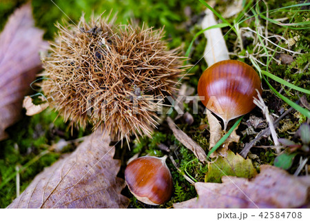 Shiny brown sweet chestnuts fall on the ground Shiny brown sweet chestnuts fall on the ground 42584708