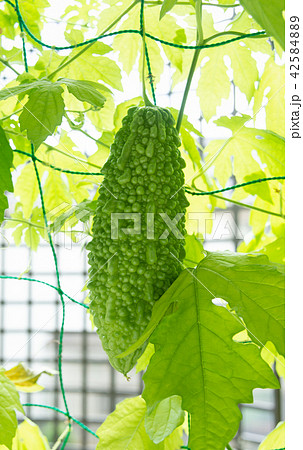 ゴーヤの実 グリーンカーテン ゴーヤカーテン 苦瓜 ゴーヤの実 グリーンカーテン ゴーヤカーテン 苦瓜 42584889