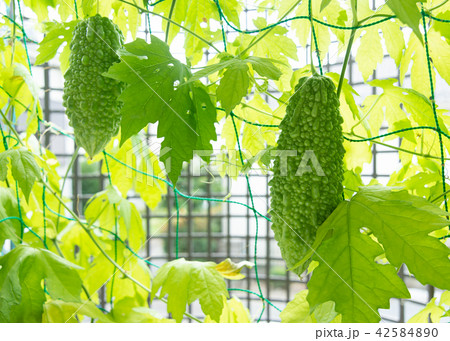 ゴーヤの実　グリーンカーテン　ゴーヤカーテン　苦瓜 42584890