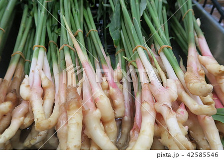 しょうが 42585546